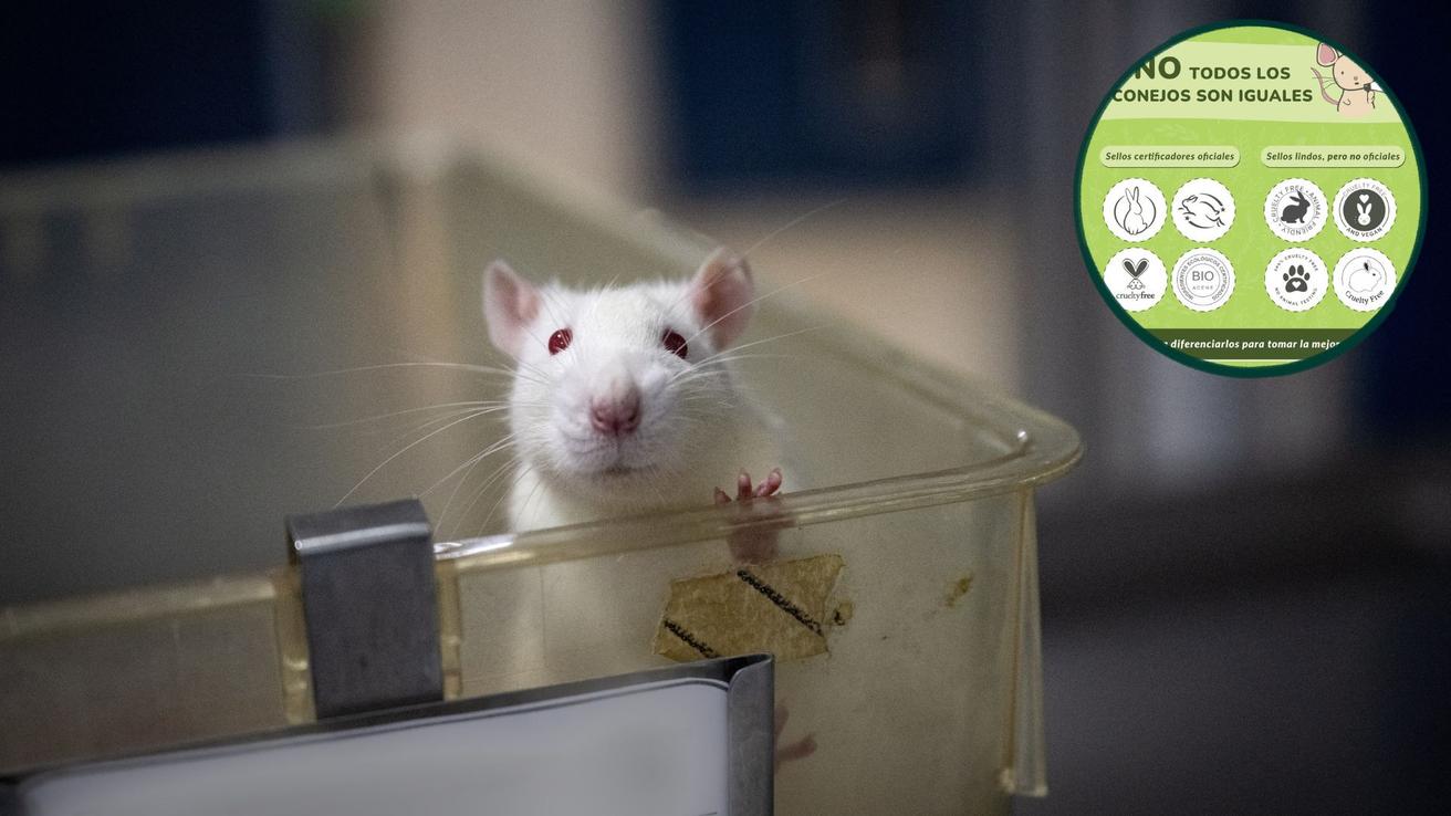 Día Mundial de los Animales en Laboratorios: Solo el 23% de los países ha prohibido las pruebas cosméticas