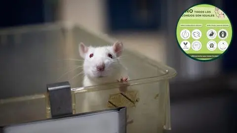 Día Mundial de los Animales en Laboratorios: Solo el 23% de los países ha prohibido las pruebas cosméticas