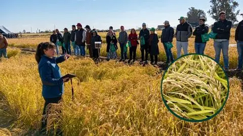 Nuevo arroz chileno promete ahorrar agua y reducir emisiones