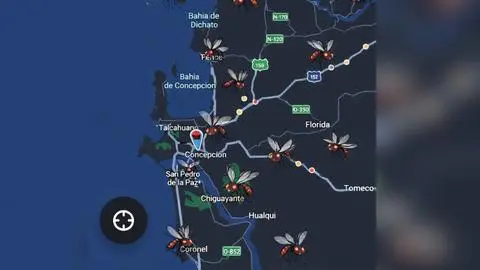 Explican aparición masiva de zancudos en el Gran Concepción: Expertos dan medidas para prevenir