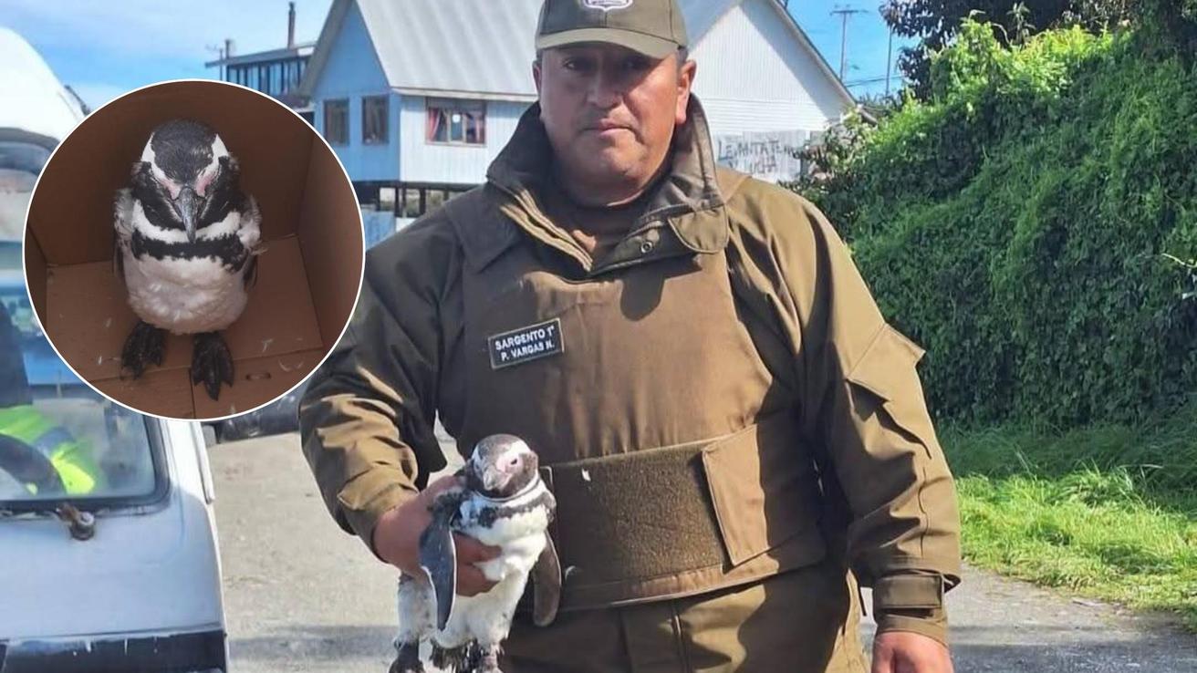 Pingüino desorientado es rescatado por Carabinero en Carelmapu para evitar ataque de perros