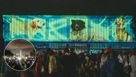 Rememoran a legendarios perritos comunitarios de la Universidad de Concepción durante espectacular proyección lumínica