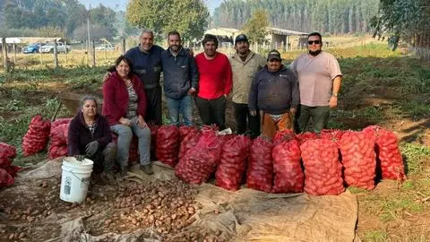 Cortafuegos que alimentan: la cosecha de papas que transforma prevención en desarrollo en La Araucanía