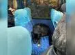 Perrito comunitario de la UdeC subió a una micro y se reencontró con su familia tras más de medio año perdido