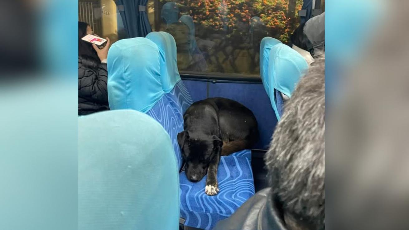 Perrito comunitario de la UdeC subió a una micro y se reencontró con su familia tras más de medio año perdido