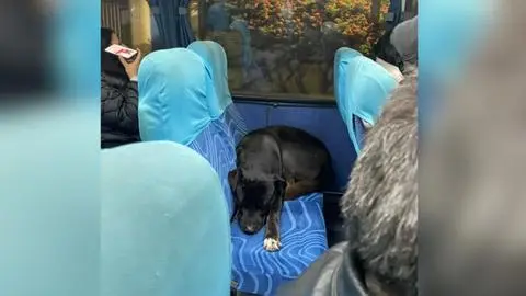 Perrito comunitario de la UdeC subió a una micro y se reencontró con su familia tras más de medio año perdido