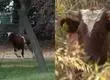 Toro lleva tres días suelto en el patio de un colegio en Cerrillos