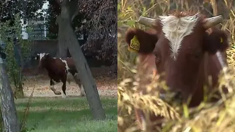 Toro lleva tres días suelto en el patio de un colegio en Cerrillos