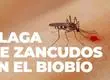 “En Chile no actúan como vectores de enfermedades”: Dermatólogo entrega consejos ante plaga de zancudos en el Biobío