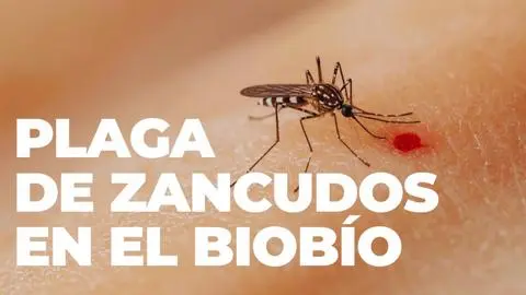 “En Chile no actúan como vectores de enfermedades”: Dermatólogo entrega consejos ante plaga de zancudos en el Biobío