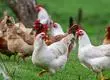 China prohíbe importaciones de aves de corral desde Chile por gripe aviar