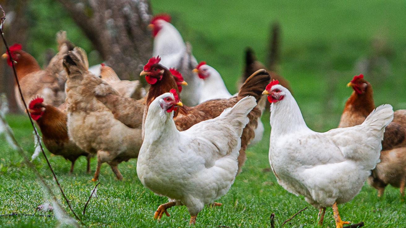 China prohíbe importaciones de aves de corral desde Chile por gripe aviar