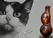 La tragedia de la gata Félicette: Regresó de un viaje al espacio, pero la sacrificaron