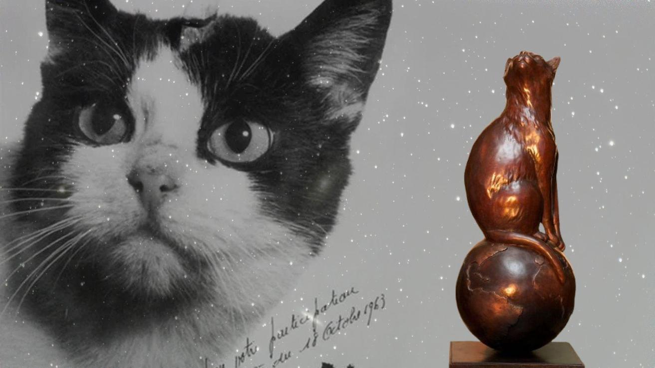 La tragedia de la gata Félicette: Regresó de un viaje al espacio, pero la sacrificaron