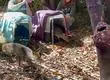 Dos pudúes y un monito del monte afectados por los incendios en Concepción regresan a su hábitat natural