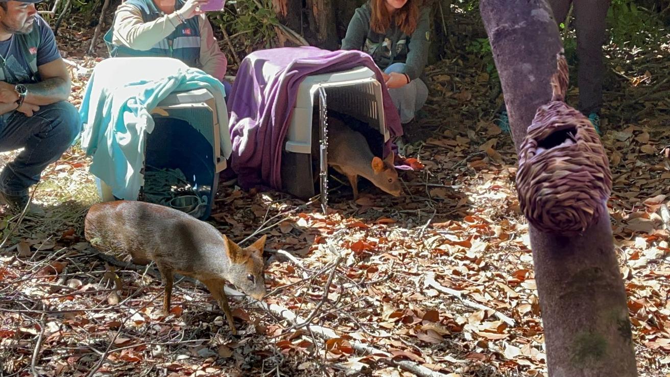 Dos pudúes y un monito del monte afectados por los incendios en Concepción regresan a su hábitat natural