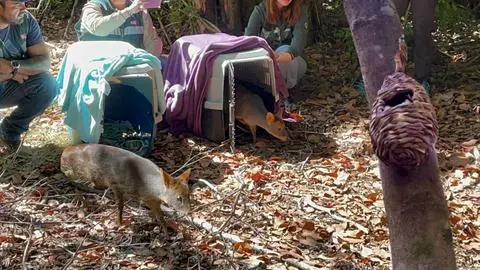 Dos pudúes y un monito del monte afectados por los incendios en Concepción regresan a su hábitat natural