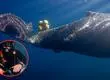 Fotógrafo narra como rescataron a ballena atrapada en Hualpén: Estaba atrapada entre redes y boyas