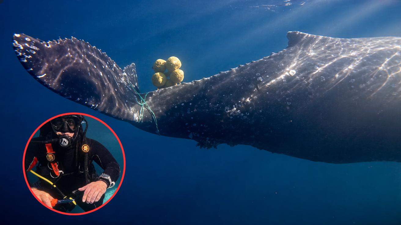 Fotógrafo narra como rescataron a ballena atrapada en Hualpén: Estaba atrapada entre redes y boyas