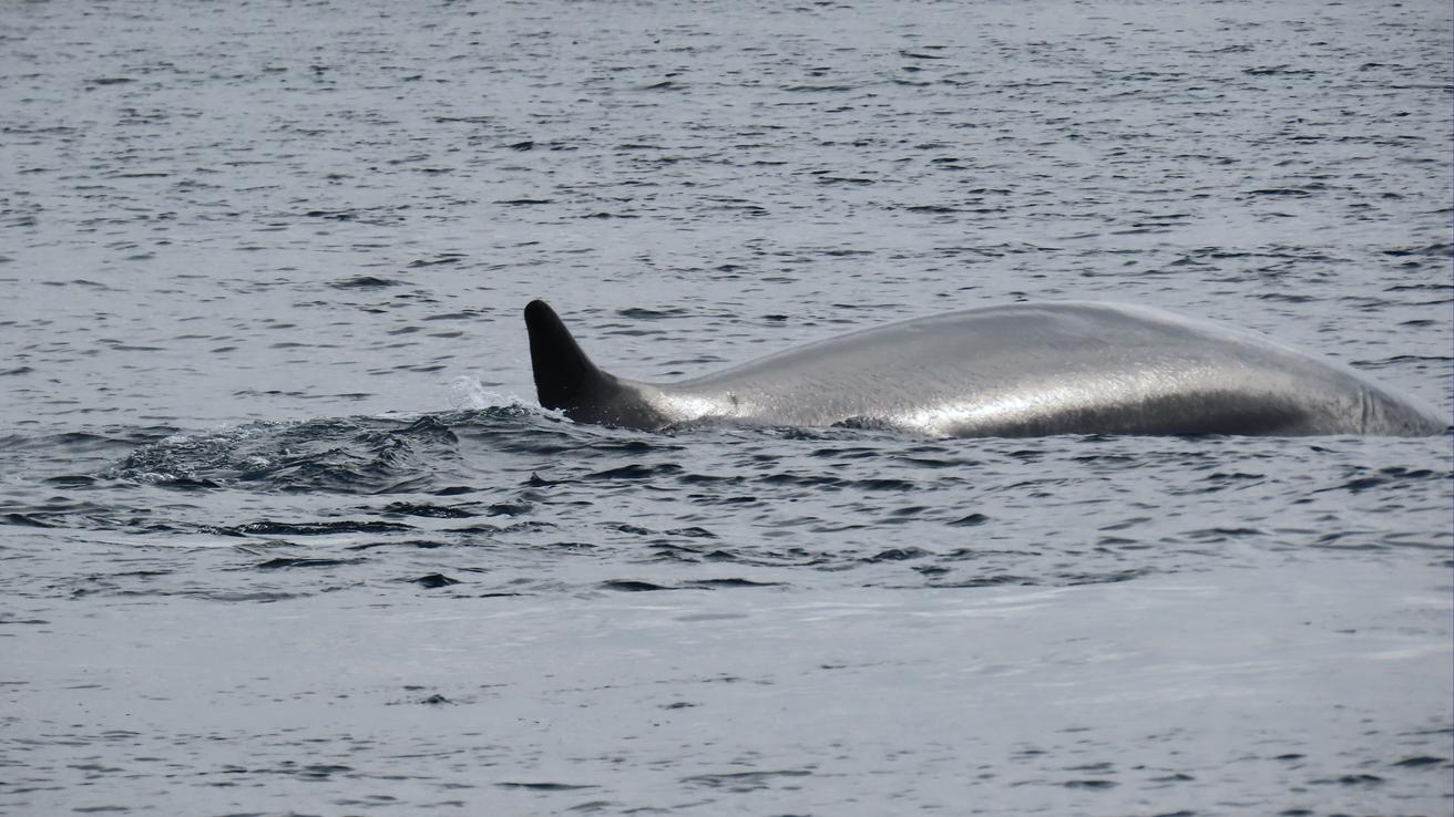 Avistamiento de ballenas en el Biobío: conoce cómo y dónde verlas