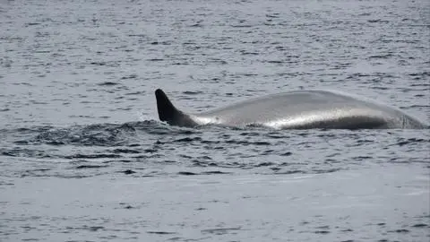 Avistamiento de ballenas en el Biobío: conoce cómo y dónde verlas