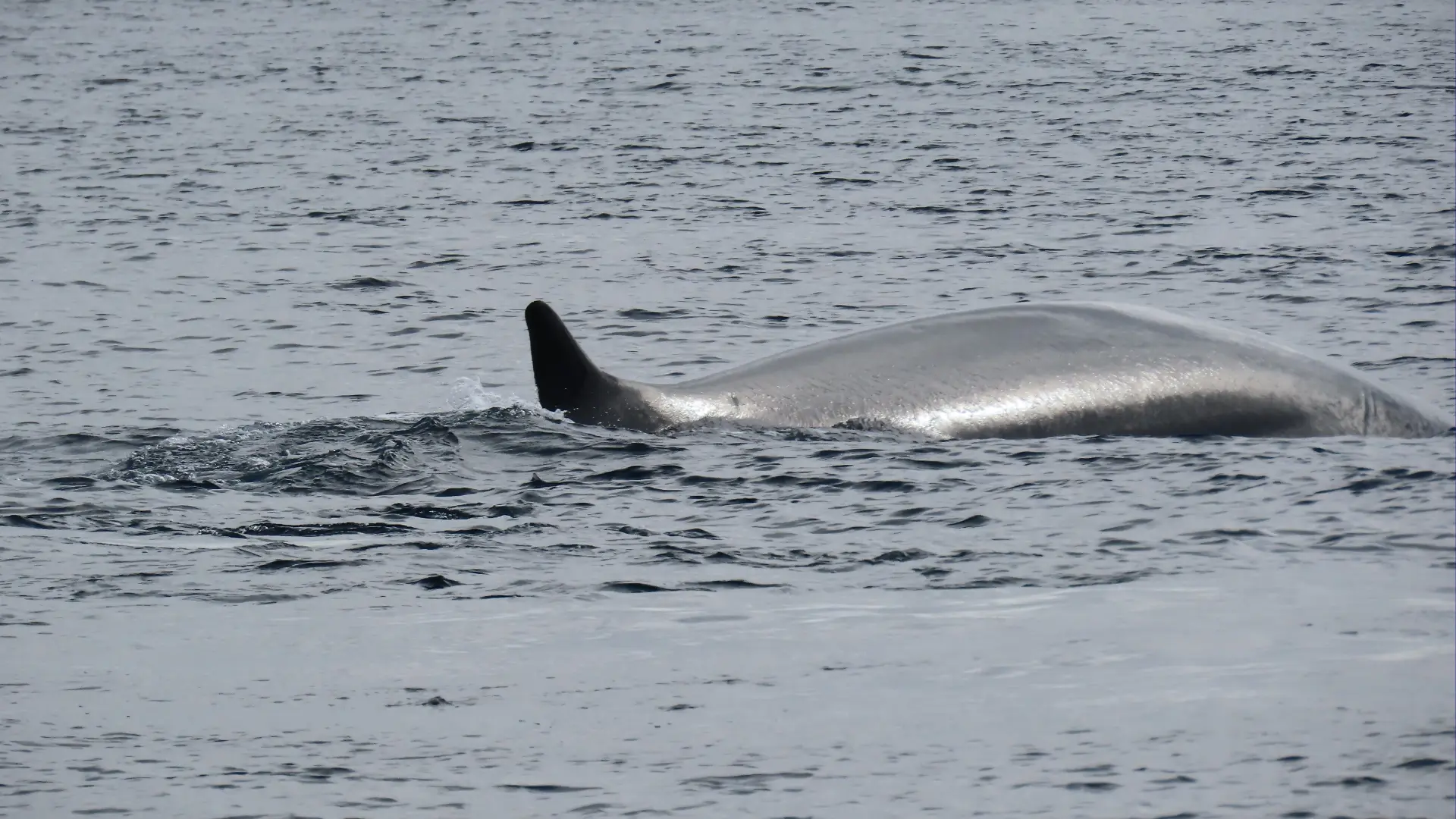 Avistamiento de ballenas en el Biobío: conoce cómo y dónde verlas