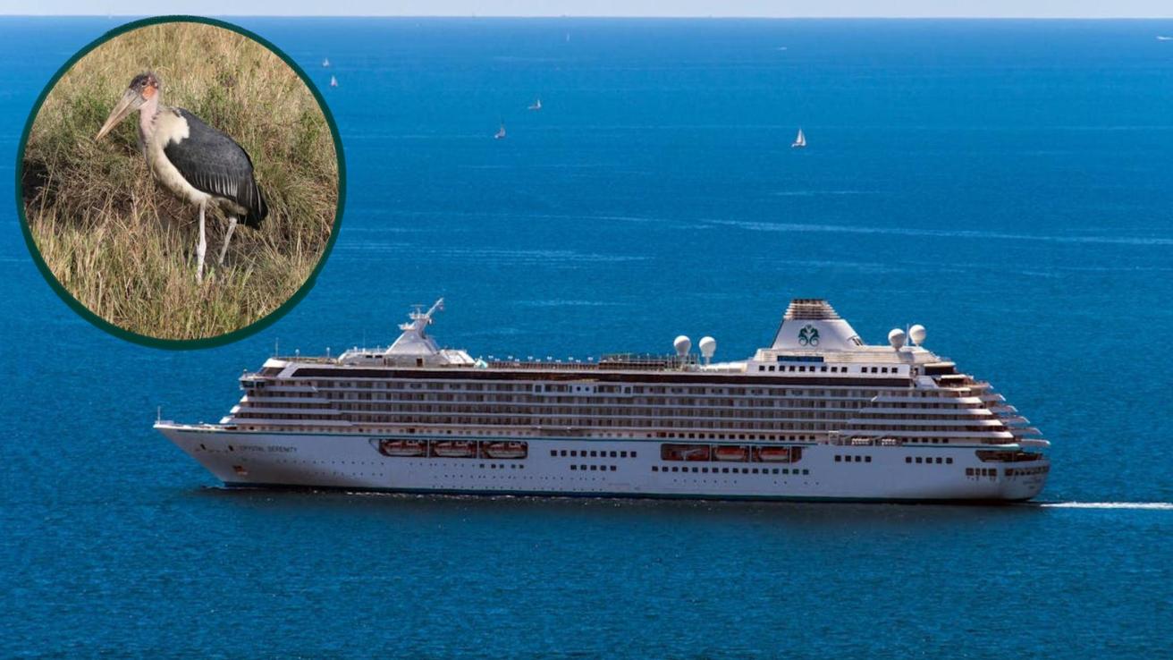 Quién es el paciente cero del brote de hantavirus en el crucero MV Hondius