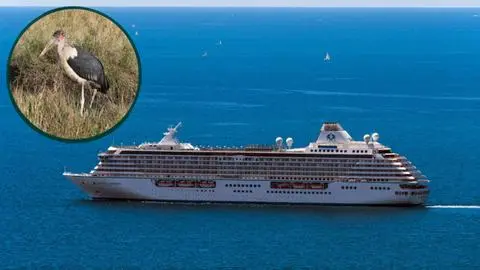 Quién es el paciente cero del brote de hantavirus en el crucero MV Hondius