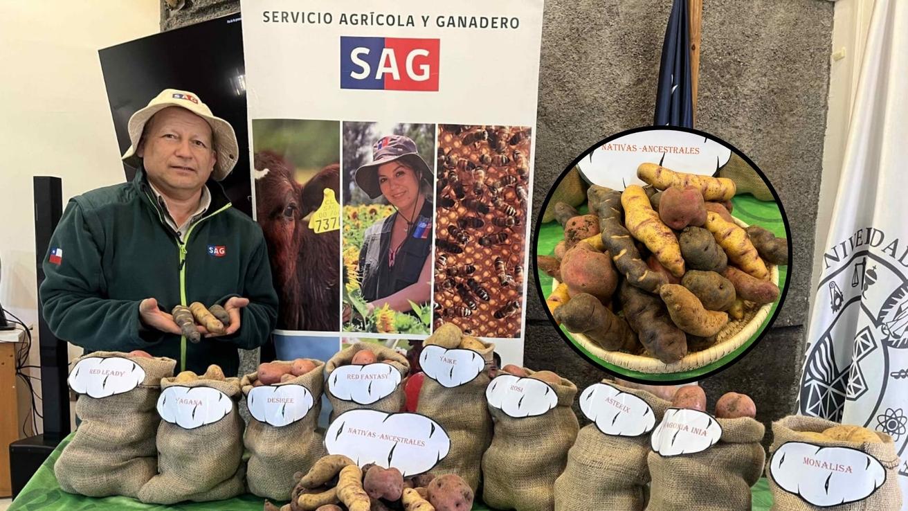 Día Internacional de la Papa: Destacan rol productivo de Arauco y el potencial de variedades nativas en Biobío
