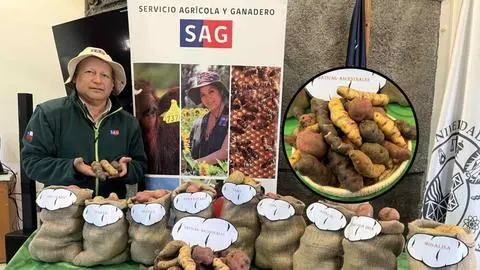 Día Internacional de la Papa: Destacan rol productivo de Arauco y el potencial de variedades nativas en Biobío