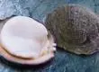 Vacuna chilena en base a proteína del loco contra el cáncer de piel muestra avances significativos: Resultados indican una tasa de control favorable sobre el melanoma