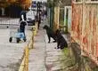 Polémica en calle Junge de Concepción por reja que evita ingreso de perros abandonados: dificulta acceso a trabajadores y no cuenta con autorización