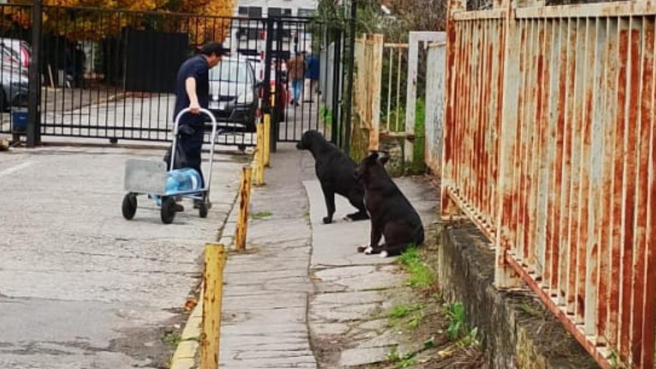 Polémica en calle Junge de Concepción por reja que evita ingreso de perros abandonados: dificulta acceso a trabajadores y no cuenta con autorización