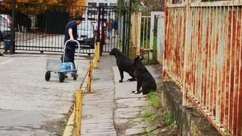 Polémica en calle Junge de Concepción por reja que evita ingreso de perros abandonados: dificulta acceso a trabajadores y no cuenta con autorización