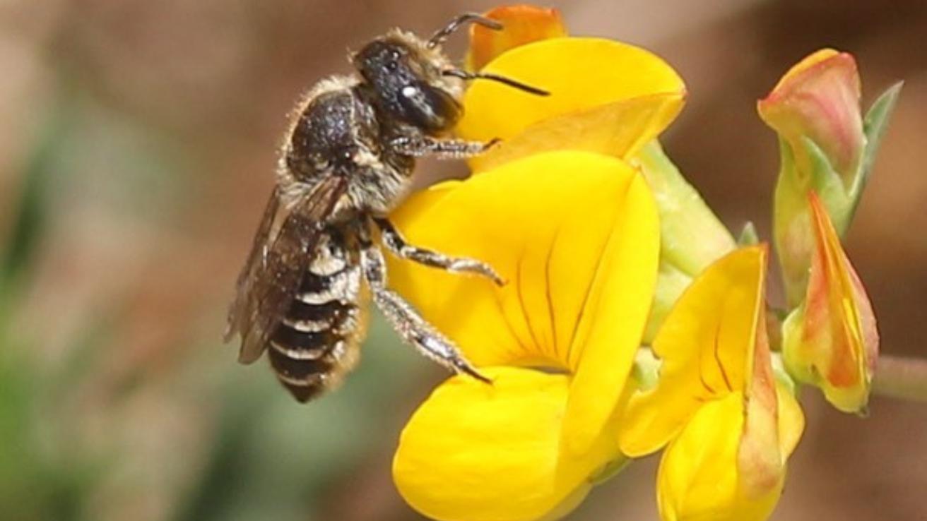 Día Mundial de la Abeja: Cómo los civiles podemos contribuir a su conservación según entomólogo