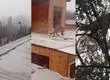 Capturan a puma que rondaba zona urbana de Paine: recorrió árboles, calles y techos de viviendas