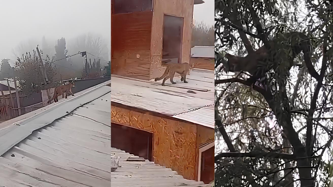 Capturan a puma que rondaba zona urbana de Paine: recorrió árboles, calles y techos de viviendas