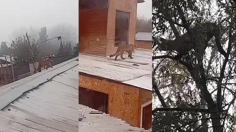 Capturan a puma que rondaba zona urbana de Paine: recorrió árboles, calles y techos de viviendas