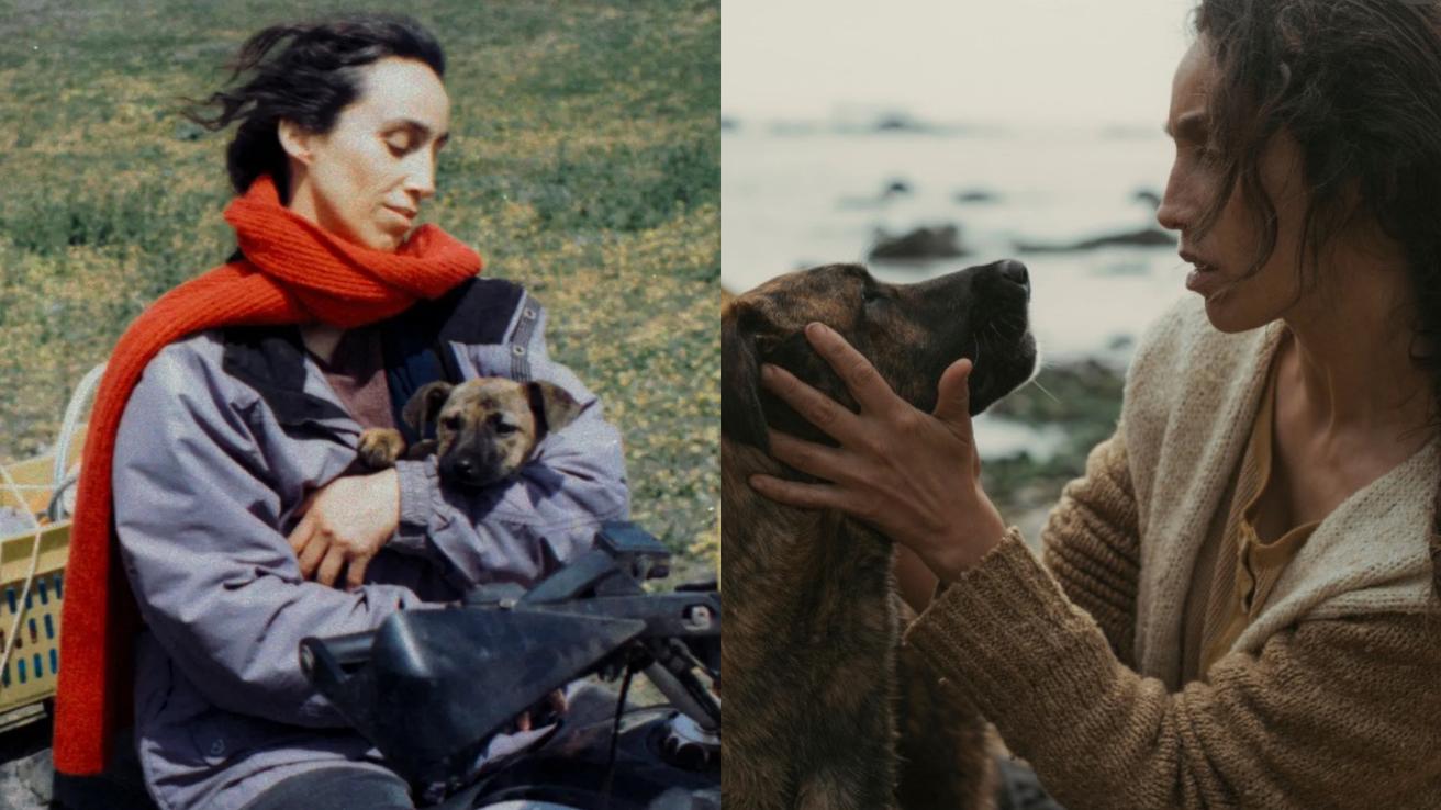 Perrita chilena rescatada de un refugio ganó como mejor actriz en el Festival de Cannes