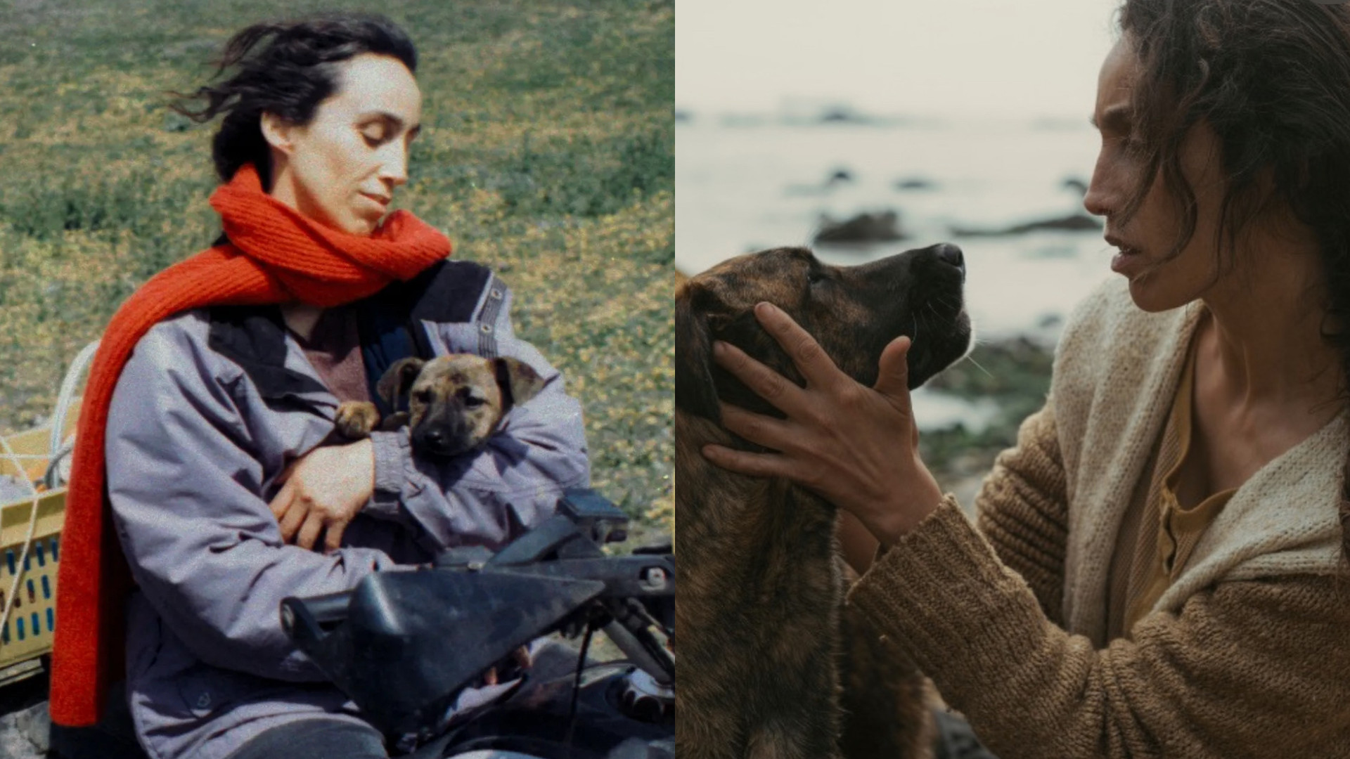 Perrita chilena rescatada de un refugio ganó como mejor actriz en el Festival de Cannes