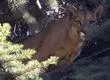 Denuncian que puma fue asesinada a disparos en San José de Maipo: Especie es protegida por la ley