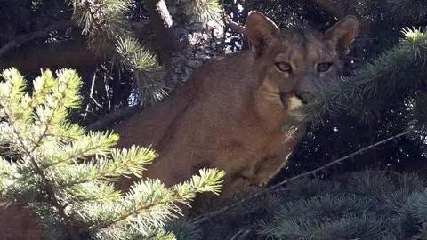 Denuncian que puma fue asesinada a disparos en San José de Maipo: Especie es protegida por la ley