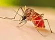 Hay 24 casos confirmados: Mantienen alerta amarilla por brote de dengue en Rapa Nui