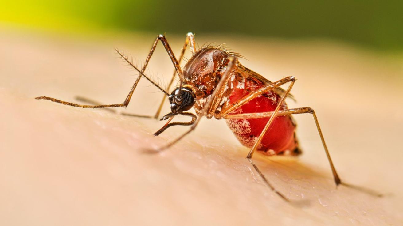 Hay 24 casos confirmados: Mantienen alerta amarilla por brote de dengue en Rapa Nui