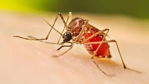 Hay 24 casos confirmados: Mantienen alerta amarilla por brote de dengue en Rapa Nui