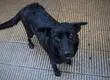 Estudio PUC recomienda facultar a Carabineros para la eutanasia inmediata de perros de vida libre
