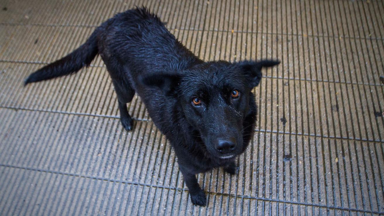 Estudio PUC recomienda facultar a Carabineros para la eutanasia inmediata de perros de vida libre