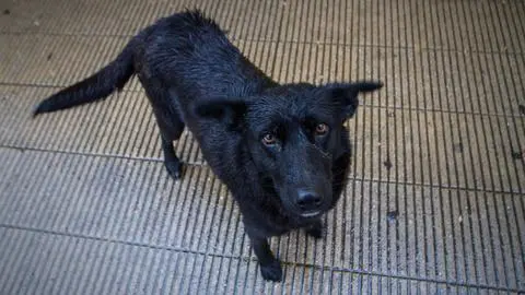 Estudio PUC recomienda facultar a Carabineros para la eutanasia inmediata de perros de vida libre