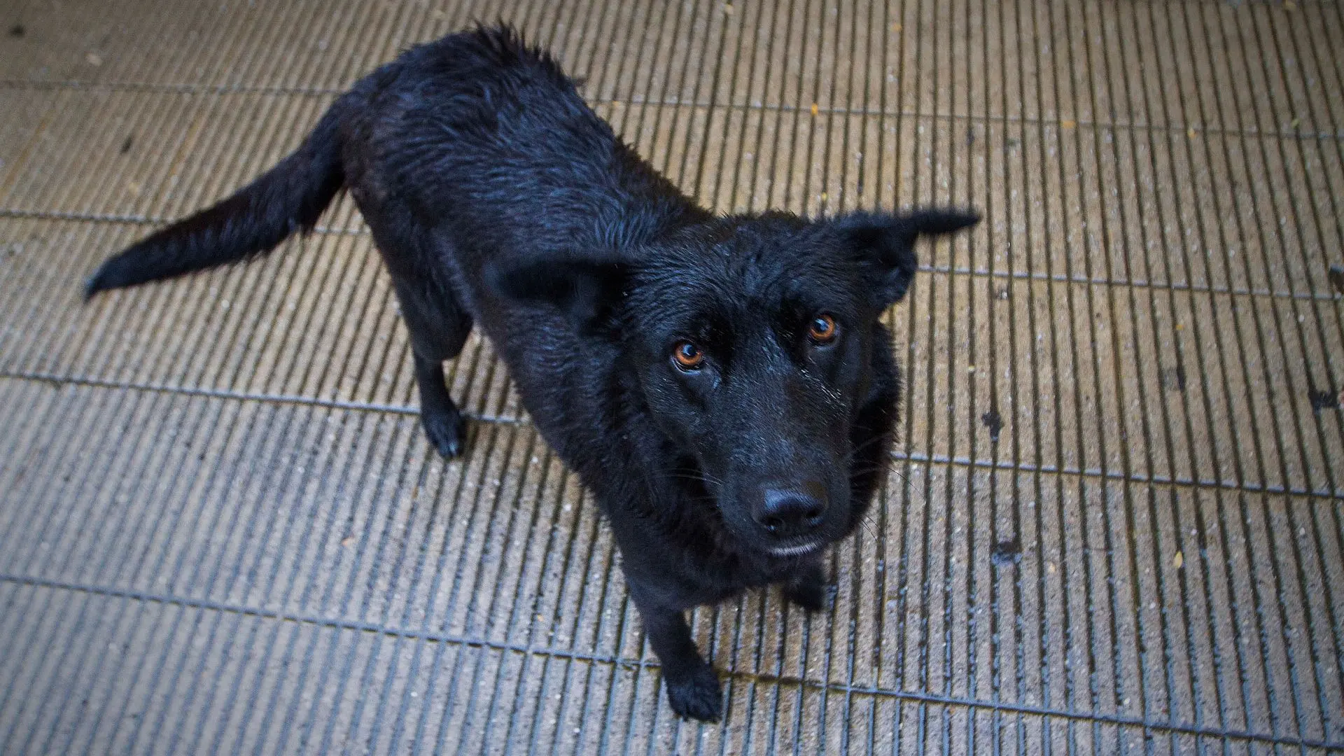 Estudio PUC recomienda facultar a Carabineros para la eutanasia inmediata de perros de vida libre