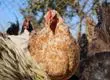 Confirman primer caso de influenza aviar en gallinas de traspatio en Negrete: Un centenar de aves murieron